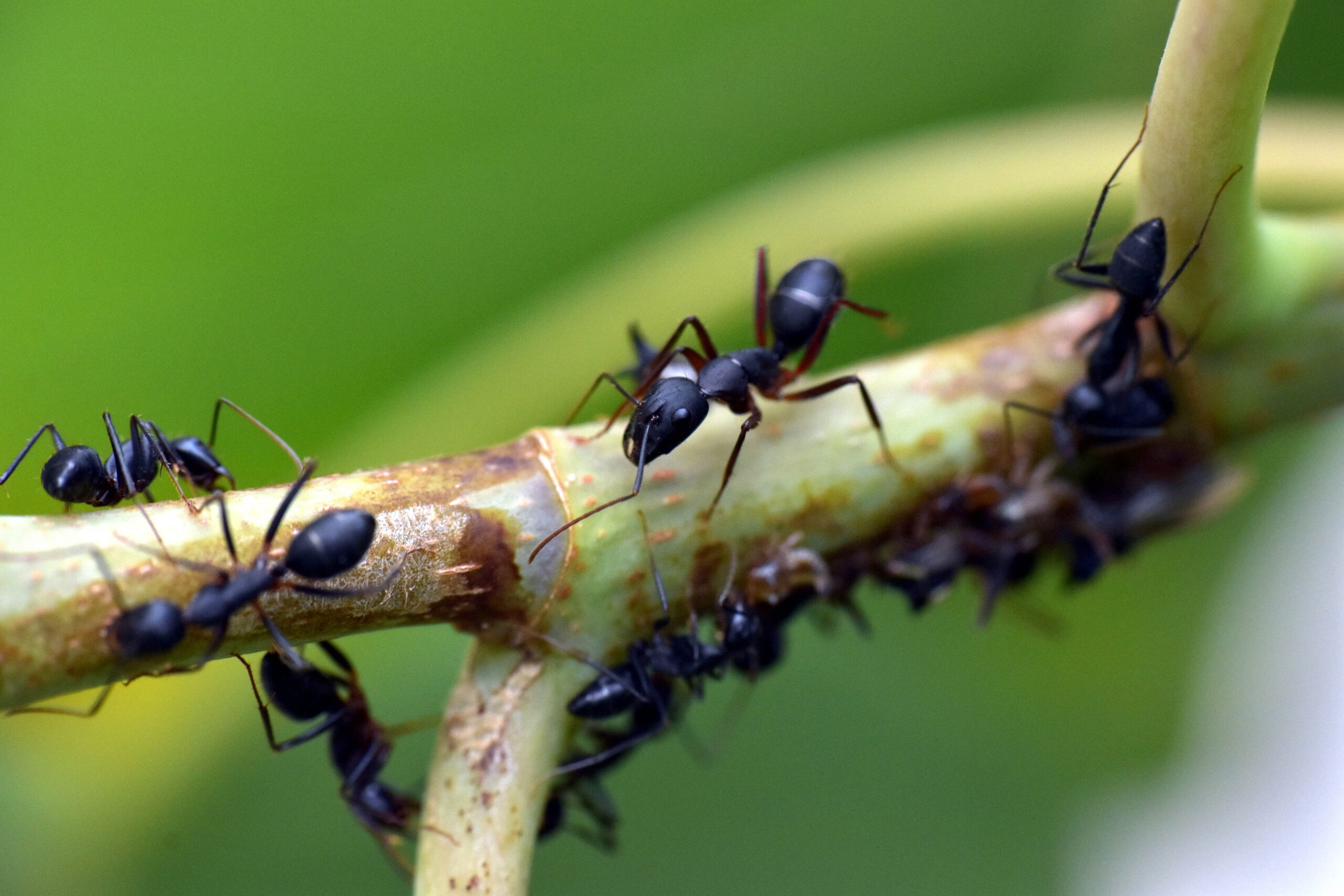 Estudian comportamiento social de las hormigas