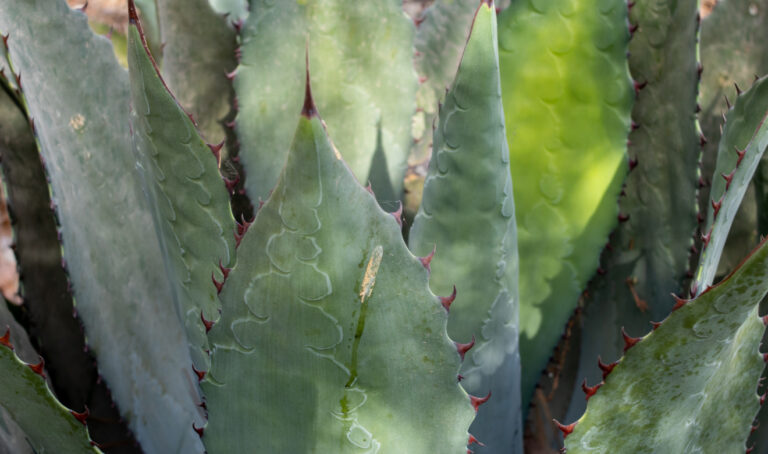 ¿Sabes Cuántos Productos Mexicanos Tienen Denominación De Origen ...