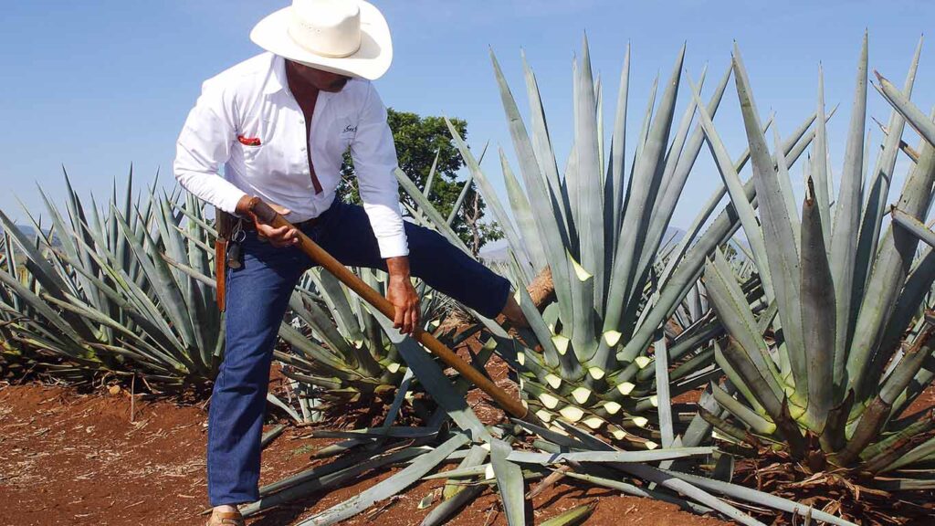 ¿Sabes Cuántos Productos Mexicanos Tienen Denominación De Origen ...