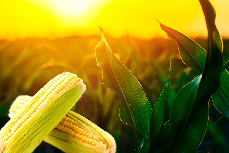 Impacto heterogéneo del cambio climático en el maíz