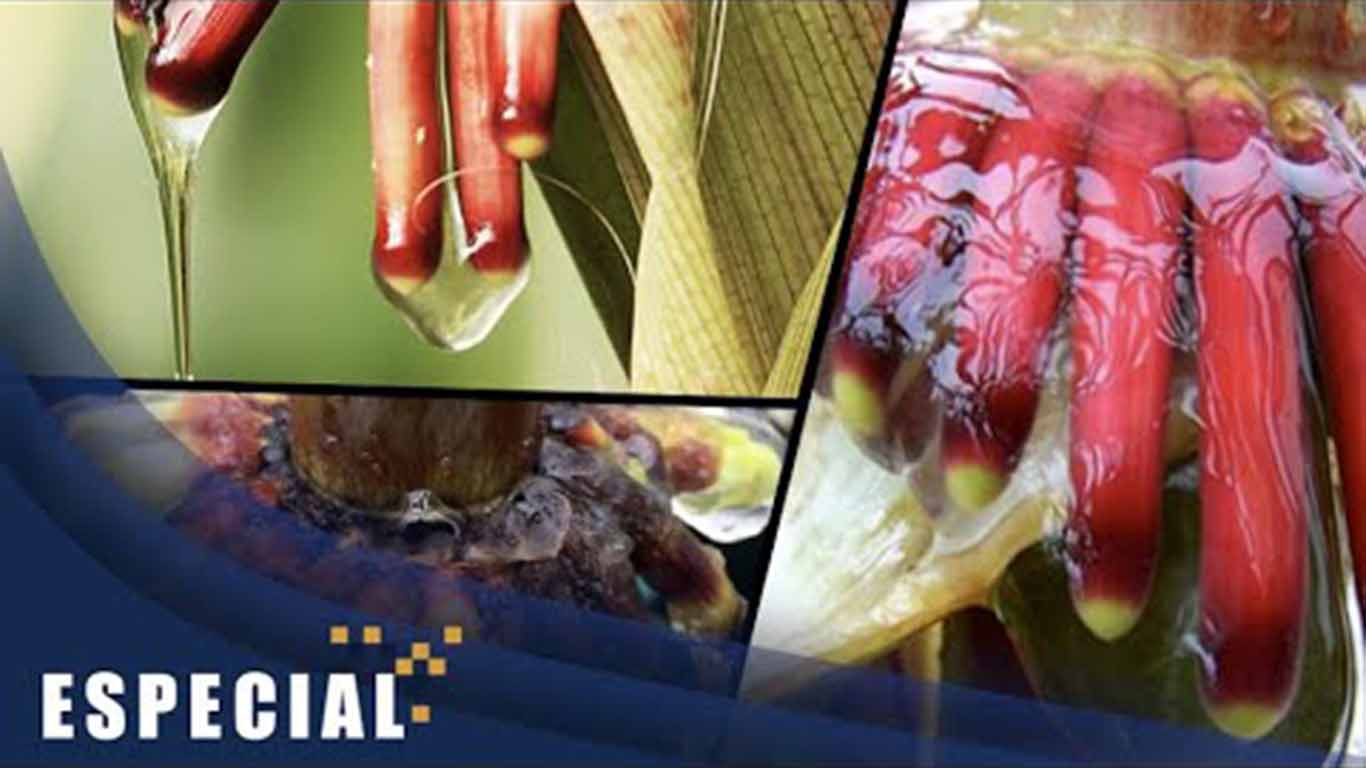 Biopiratas al acecho del maíz mexicano