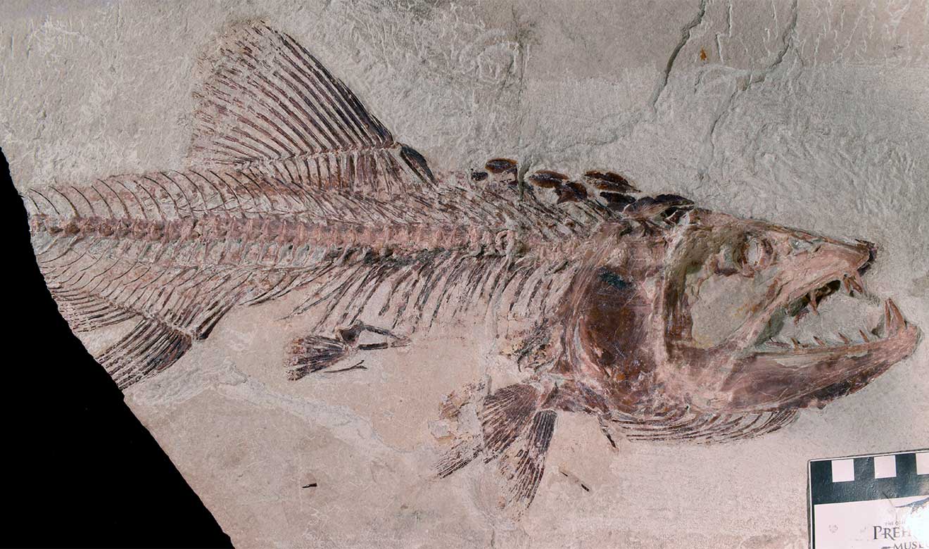 Peces aberrantes sobrevivieron a la extinción de los dinosaurios