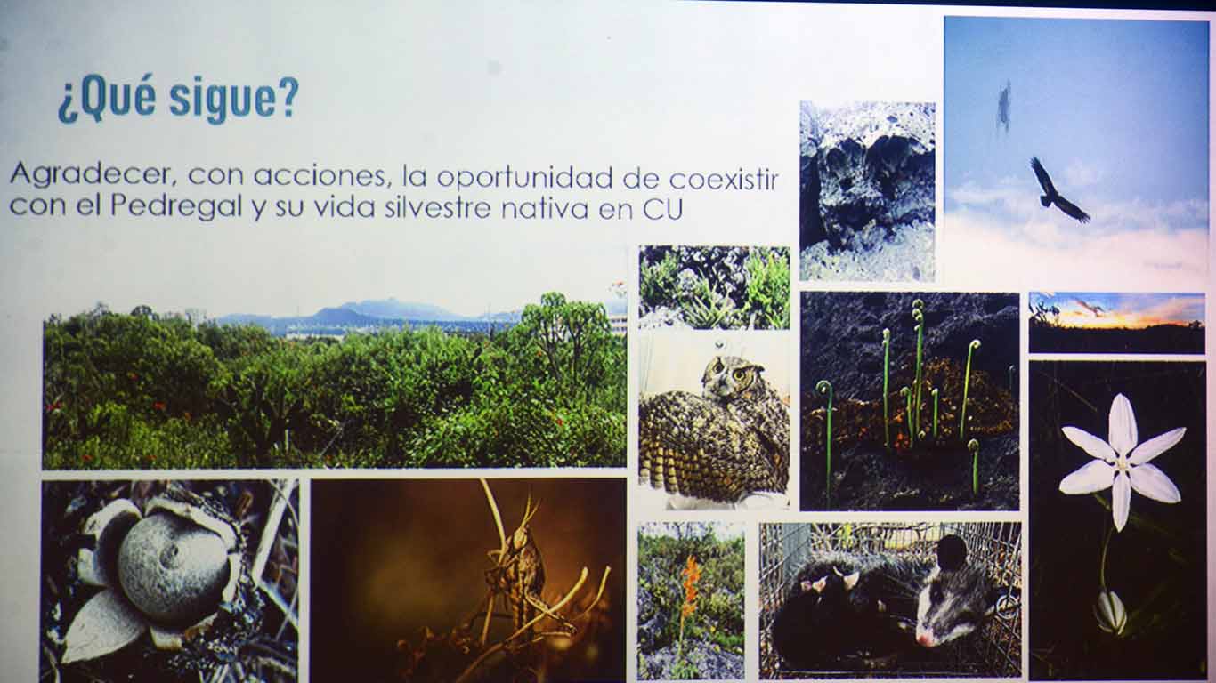 Presentan Plan de Manejo Adaptativo de la Reserva Ecológica del Pedregal de San Ángel