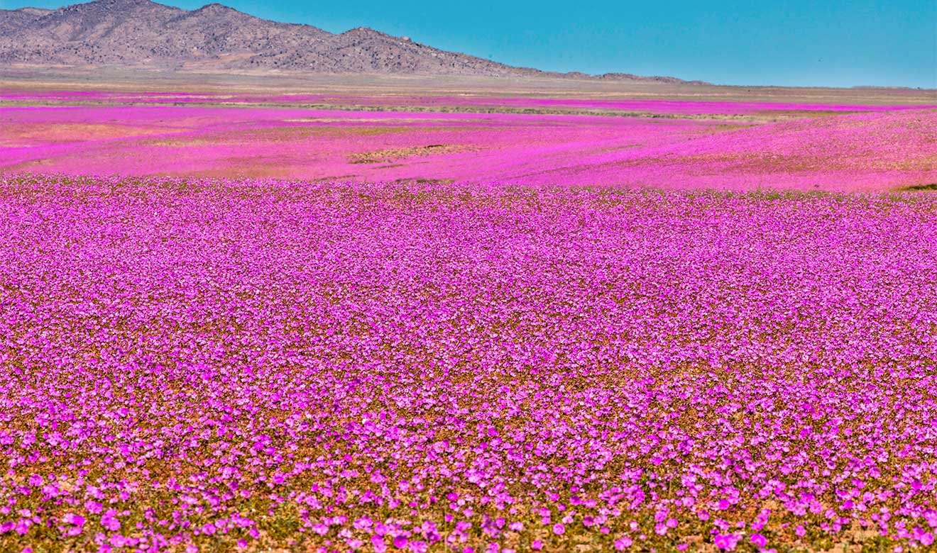 El raro y espectacular fenómeno natural “Desierto Florido”