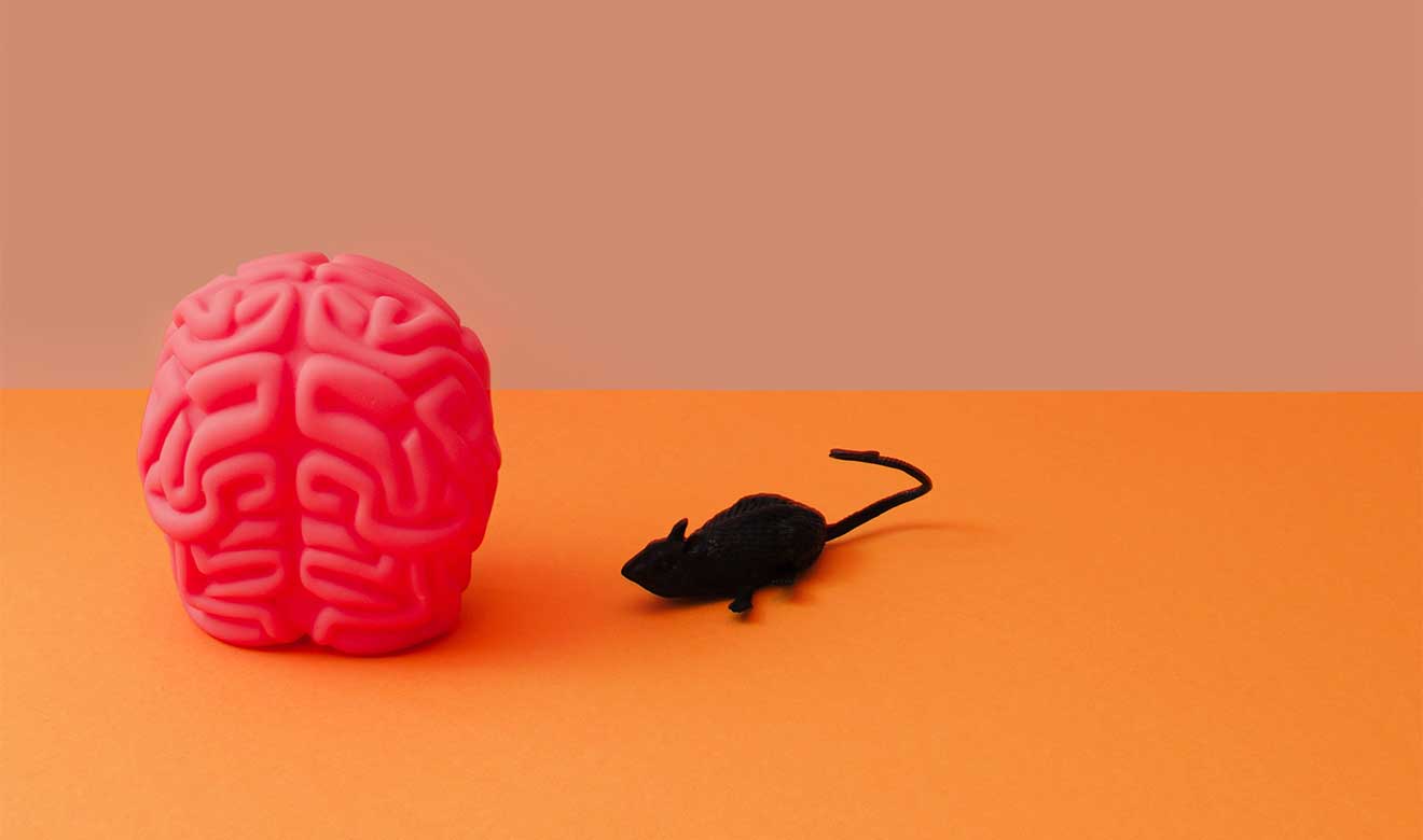 Implantan neuronas humanas en el cerebro de ratas