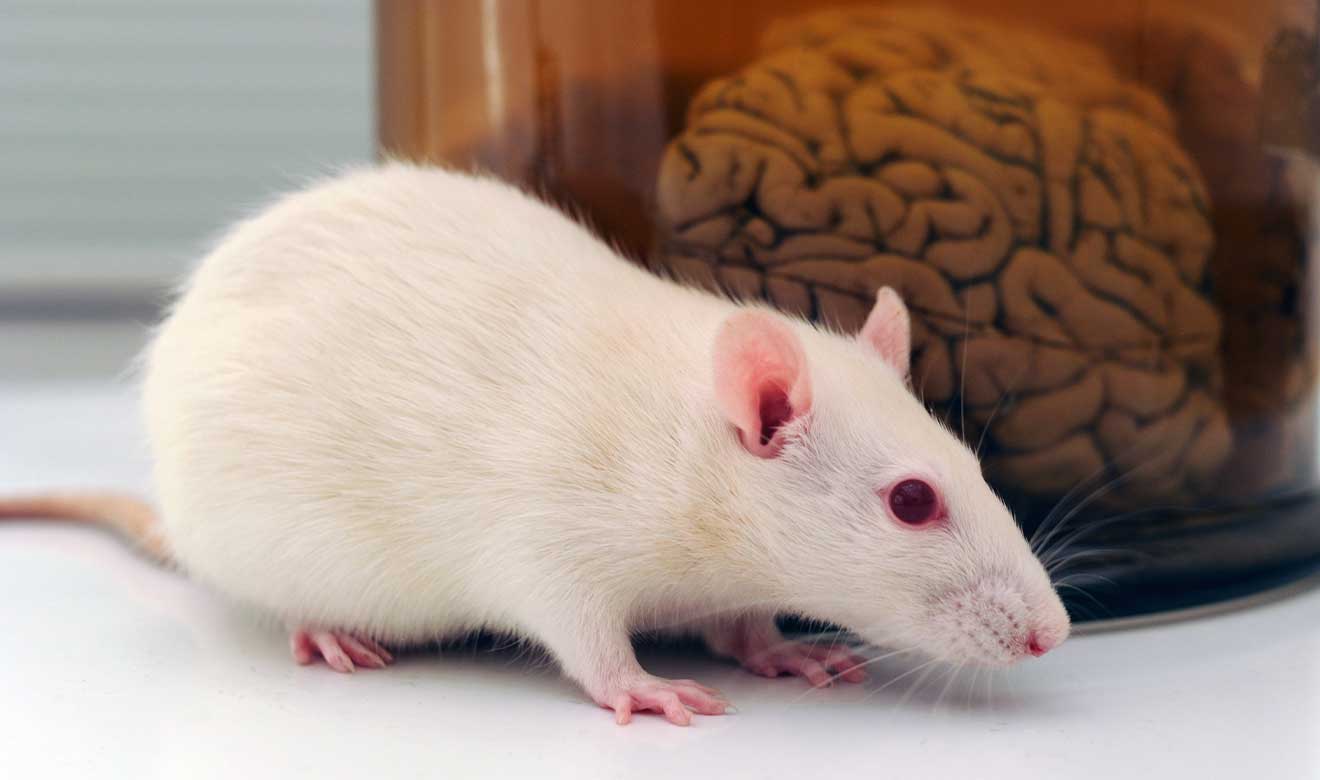 Implantan neuronas humanas en el cerebro de ratas