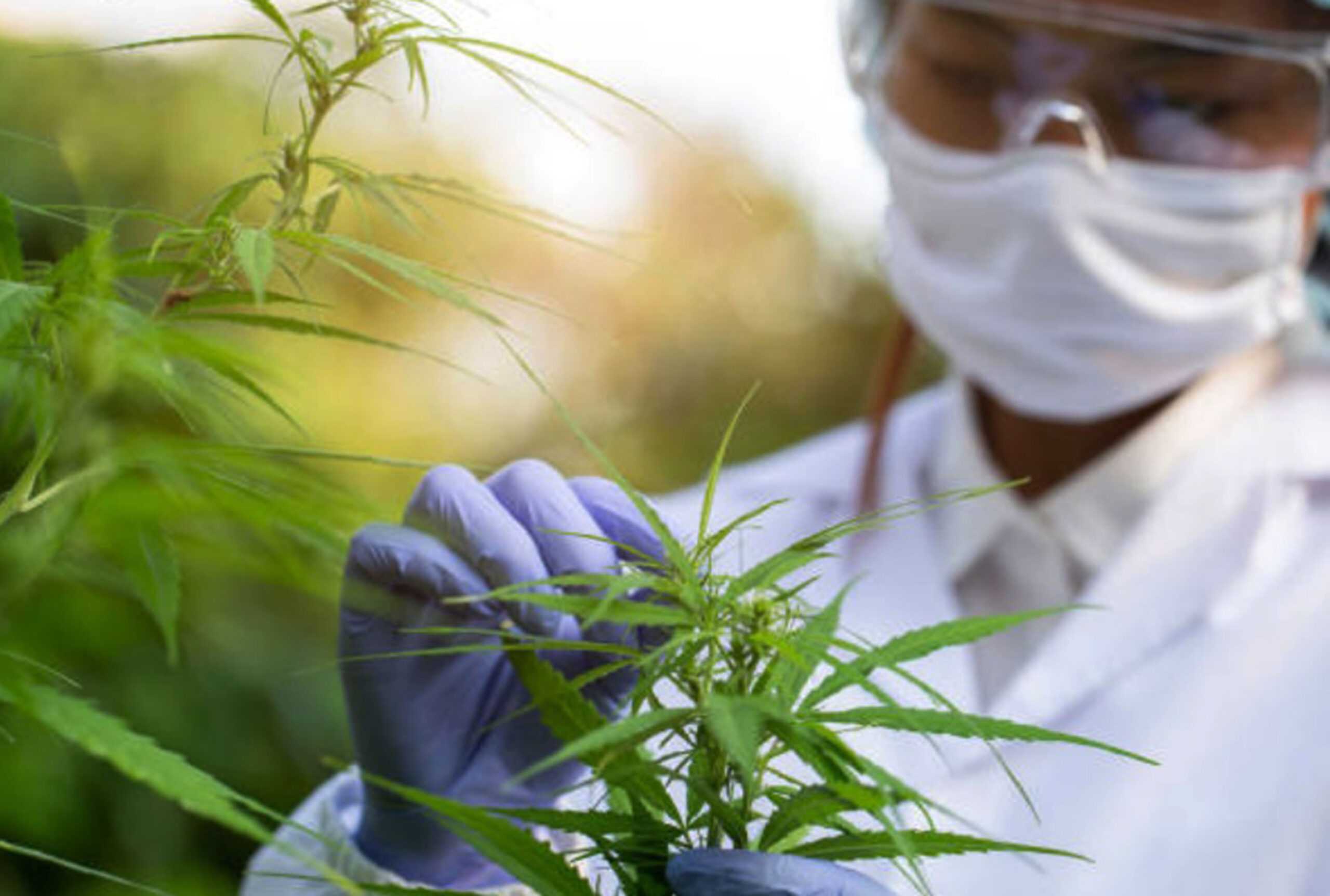 Persisten mercados ilegales de cannabis en EUA y Canadá, pese a la legalización