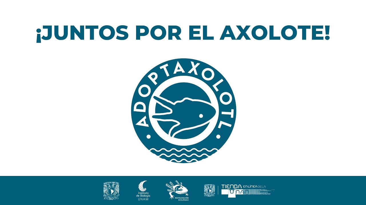 Presentación de la campaña internacional de recaudación de fondos “Adopt Axolotl”