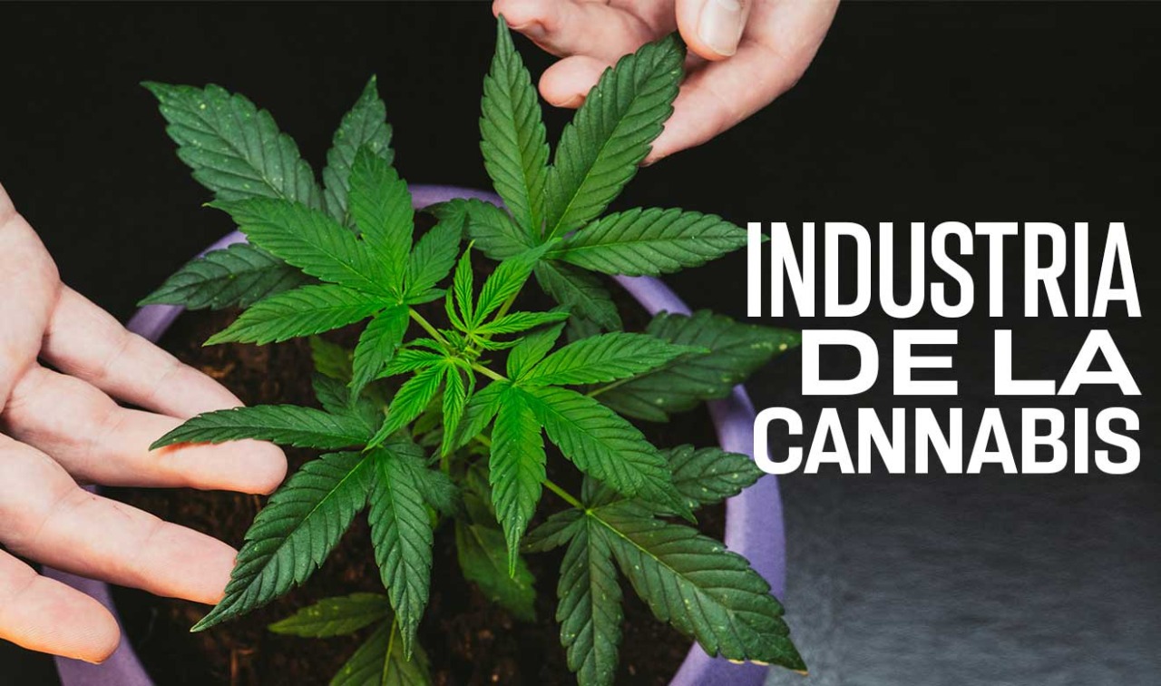 Persisten mercados ilegales de cannabis en EUA y Canadá, pese a la legalización