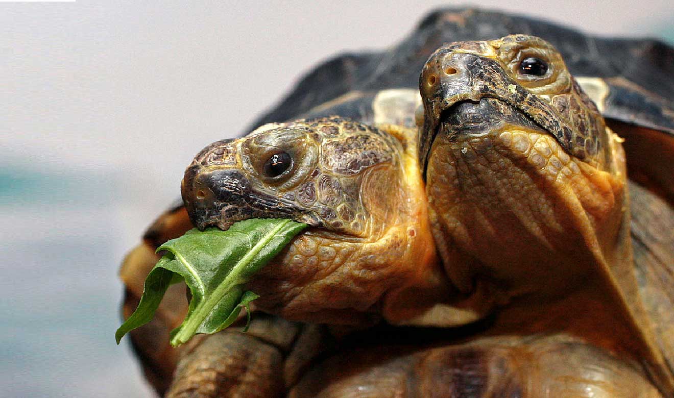 Janus, una tortuga de dos cabezas cumple 25 años