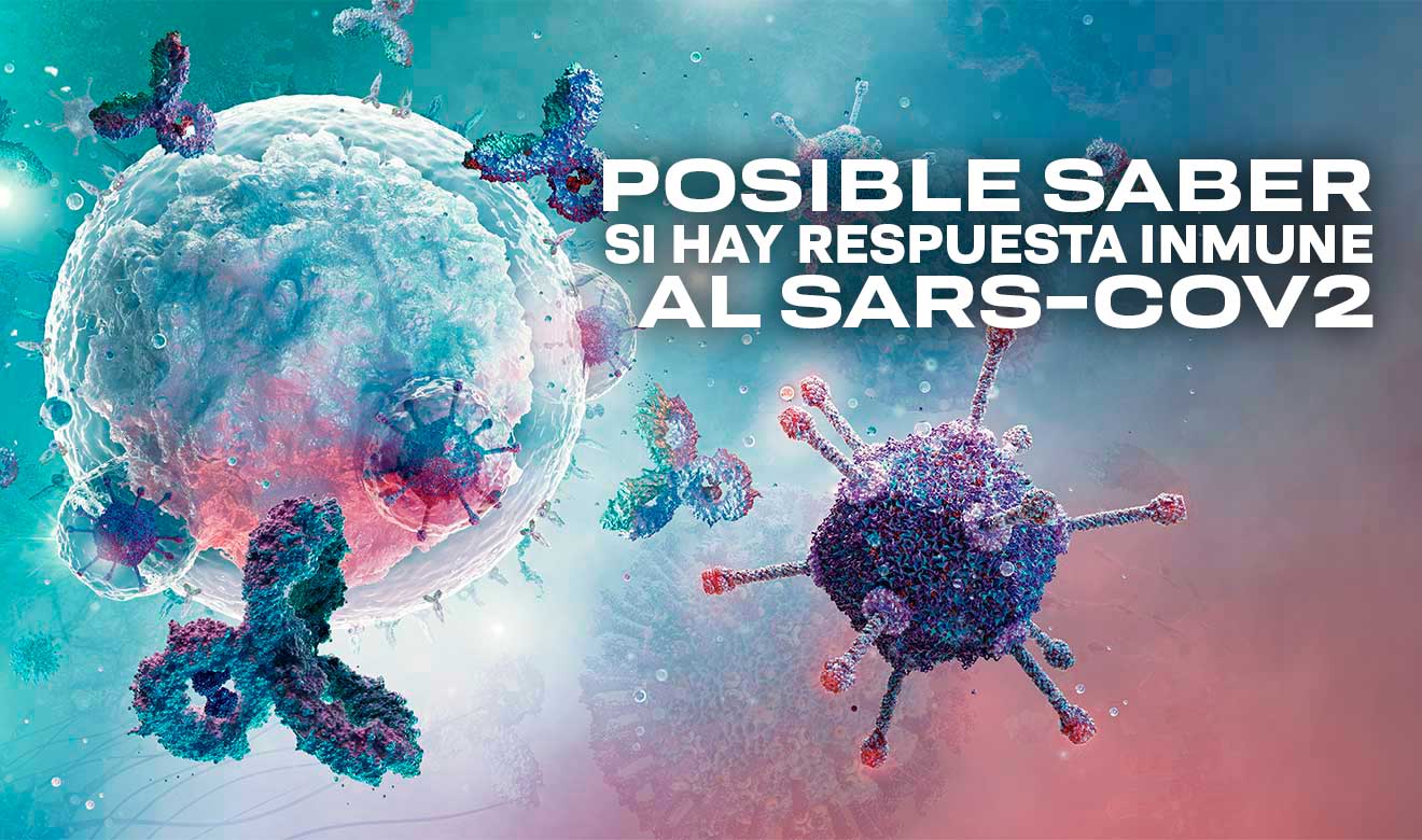 Descubren dos linfocitos fundamentales en la producción de anticuerpos contra SARS-CoV2