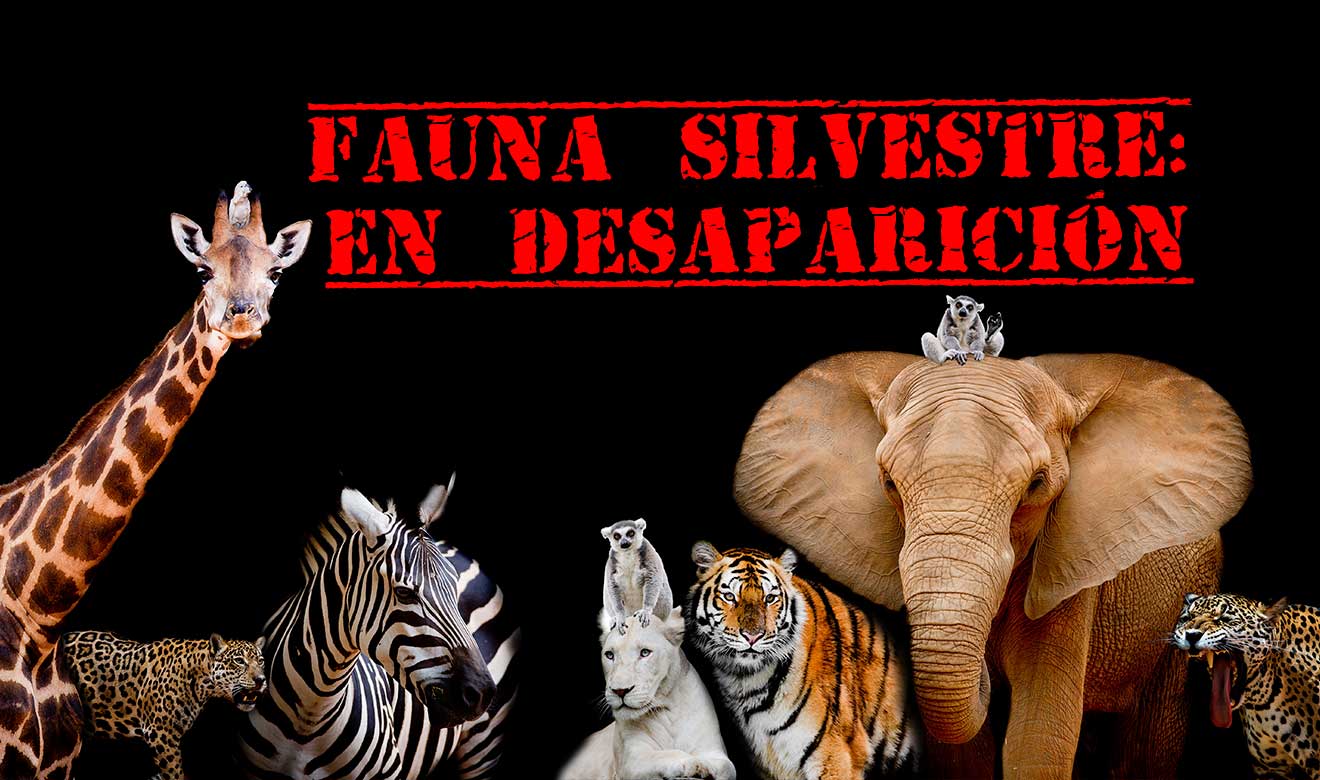 ¡Alerta!: 70% de la fauna silvestre ha desaparecido