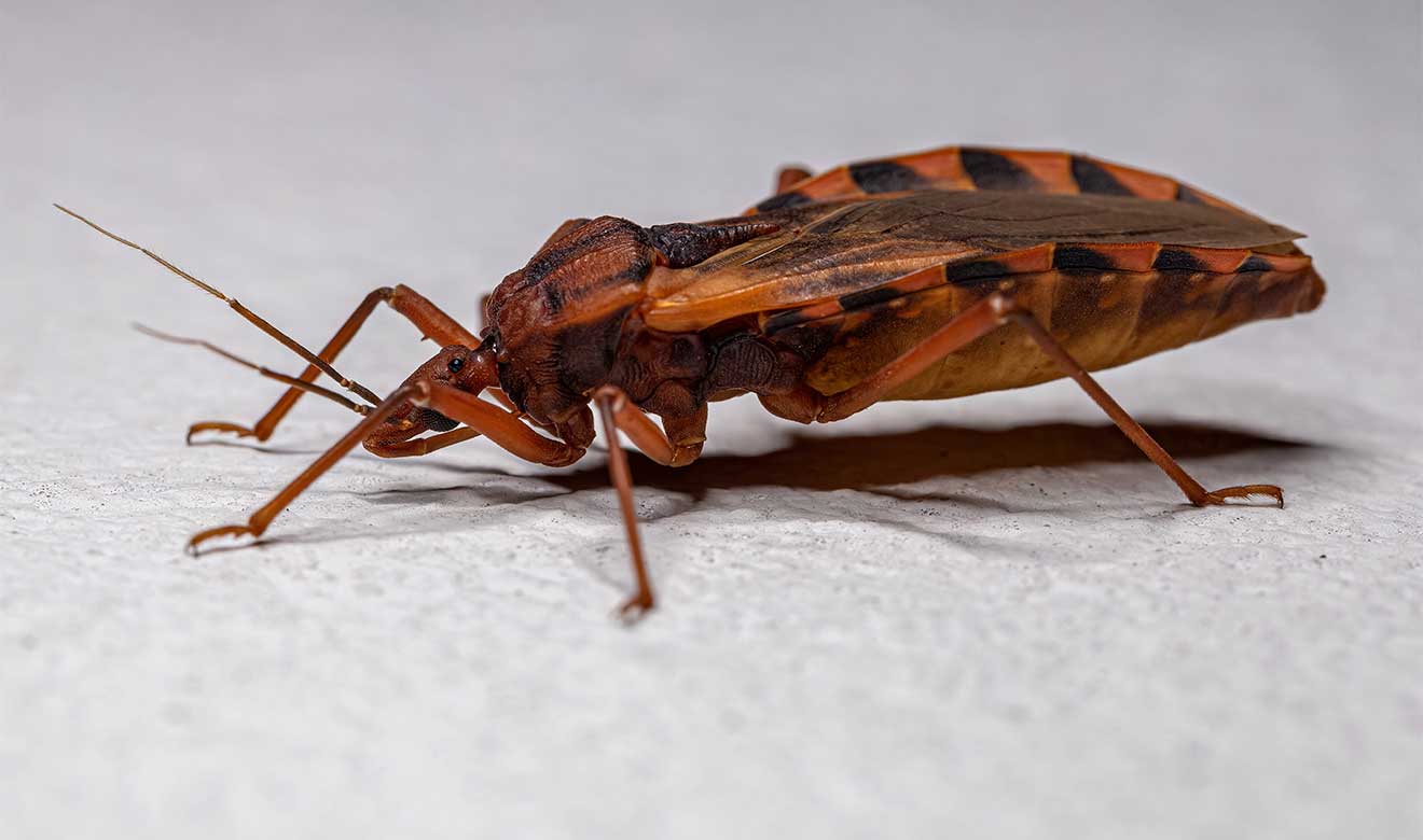 Chagas en México: un peligro subestimado