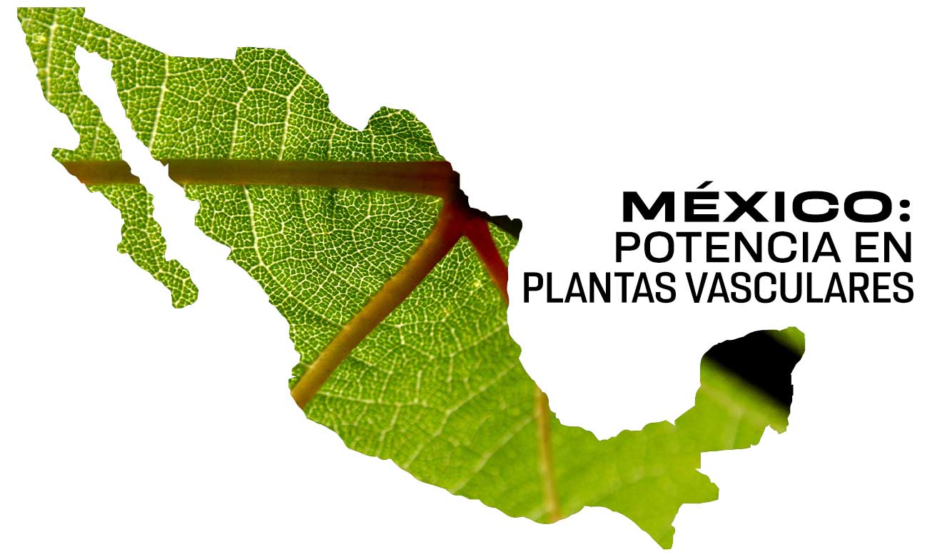 México: hogar del 7% de las plantas vasculares