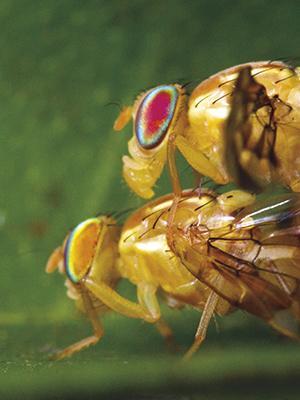 Insectos machos producen moléculas que alteran biología femenina