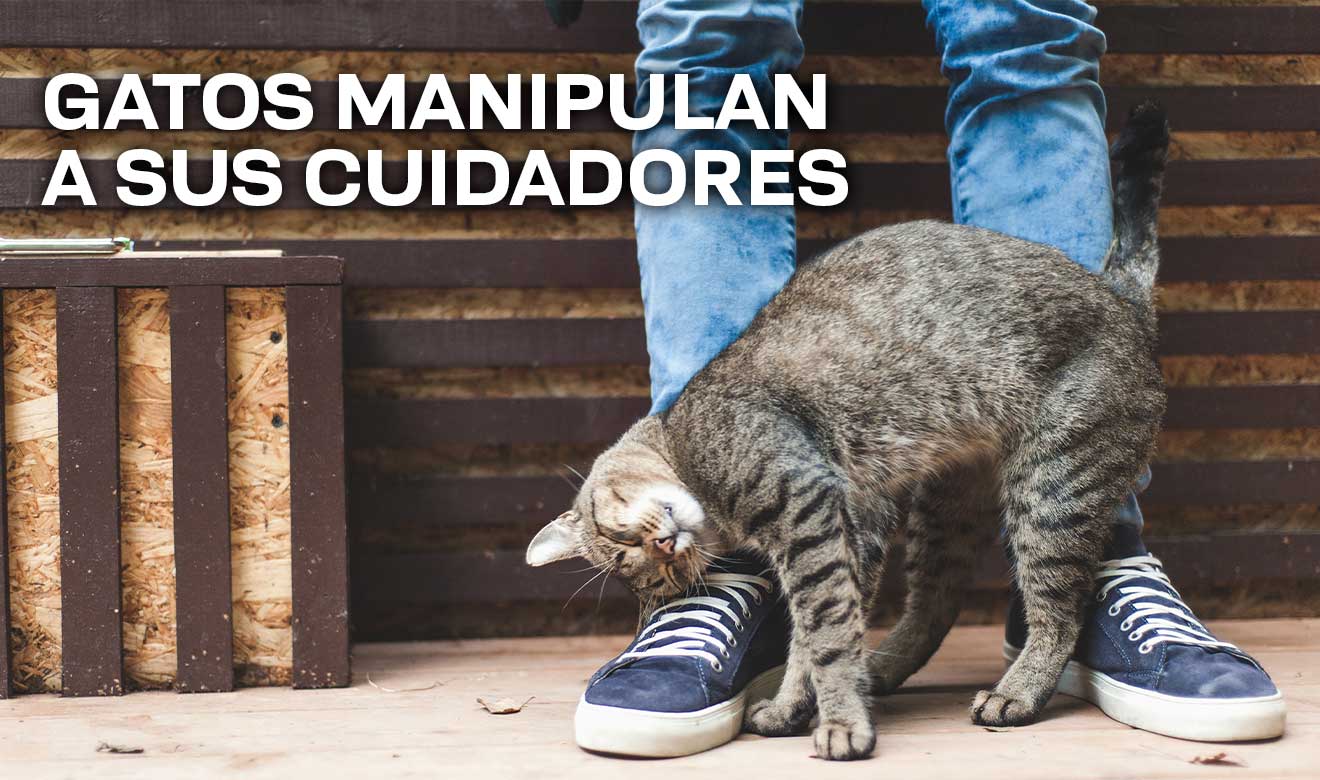 Descubren por qué los gatos manipulan mejor a las mujeres - UNAM Global