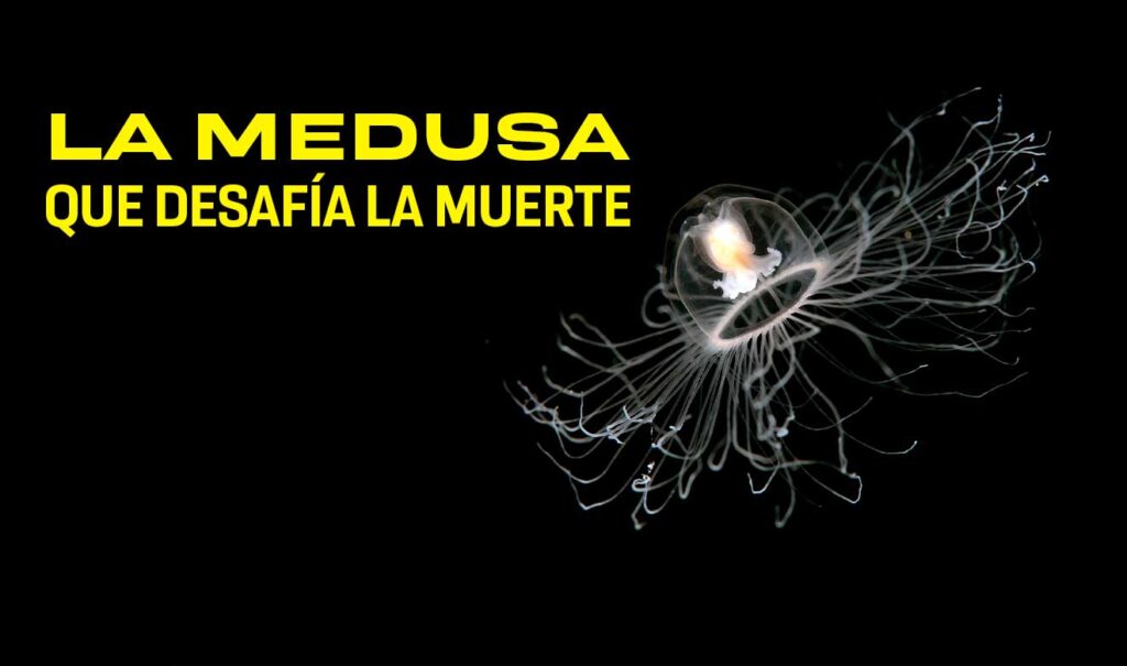 El Enigma De La Medusa Inmortal - Unam Global