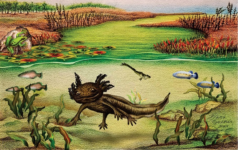 Antes de ser emblema de Xochimilco, el ajolote ya nadaba aquí hace cuatro millones de años